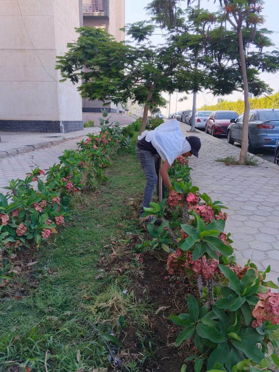 حملات نظافة في الكرامة والمجد وصيانة الزرع في سكن مصر والحيين 13 و14 — صورة 3