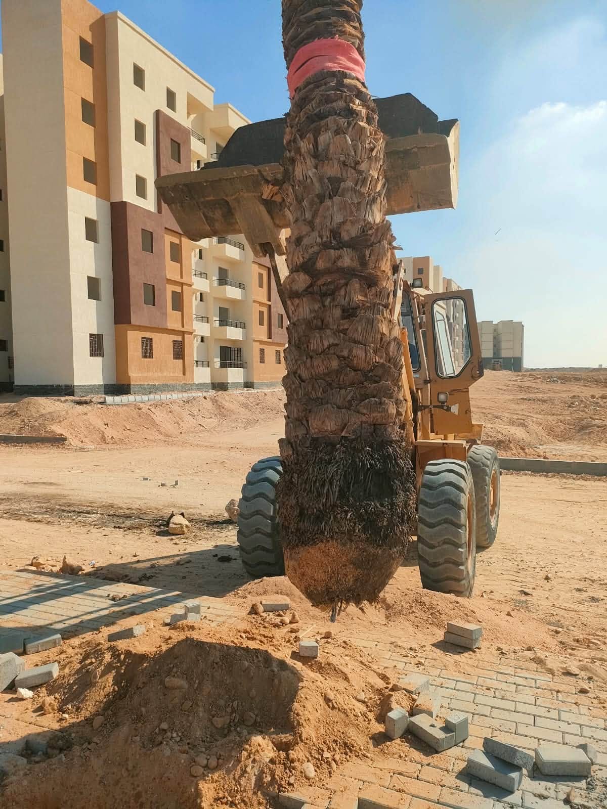 عدايات كابلات بالشريط الخدمي وزراعة نخيل بالحي 37 وأشجار بمحاور سكن مصر — صورة 3